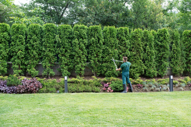 Tree and Shrub Care in Westminster, SC